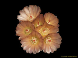 Eriosyce heinrichiana (syn. Neochilenia setosiflora v. intermedia 673 